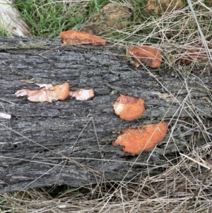 Trametes (old Pycnoporus sp.) at Watson, ACT - 10 Jul 2023