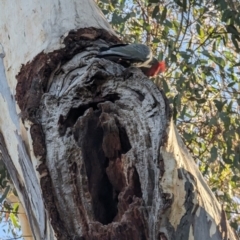 Callocephalon fimbriatum (Gang-gang Cockatoo) at Phillip, ACT - 11 Jul 2023 by stofbrew