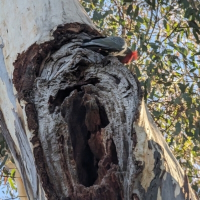 Callocephalon fimbriatum (Gang-gang Cockatoo) at Phillip, ACT - 11 Jul 2023 by stofbrew