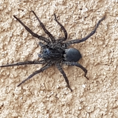 Unidentified Wolf spider (Lycosidae) at Capital Hill, ACT - 9 Jul 2023 by wandering