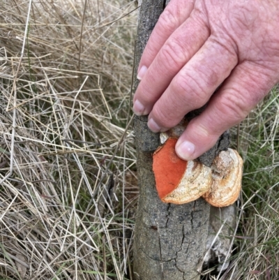 Trametes coccinea (Scarlet Bracket) at Watson, ACT - 10 Jul 2023 by waltraud