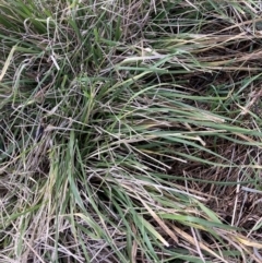 Nassella neesiana (Chilean Needlegrass) at Watson, ACT - 10 Jul 2023 by waltraud