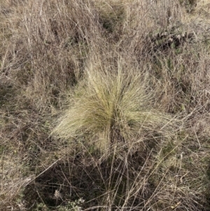 Nassella trichotoma at Watson, ACT - 10 Jul 2023