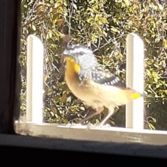 Pardalotus punctatus (Spotted Pardalote) at Capital Hill, ACT - 26 Apr 2021 by wandering