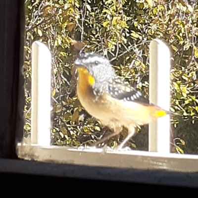 Pardalotus punctatus (Spotted Pardalote) at Capital Hill, ACT - 26 Apr 2021 by wandering