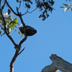 Callocephalon fimbriatum (Gang-gang Cockatoo) at Phillip, ACT - 11 Jul 2023 by stofbrew