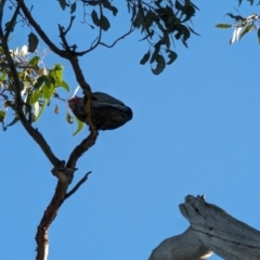 Callocephalon fimbriatum (Gang-gang Cockatoo) at Phillip, ACT - 10 Jul 2023 by stofbrew