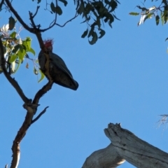 Callocephalon fimbriatum at Phillip, ACT - suppressed