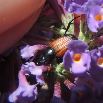 Phyllotocus navicularis (Nectar scarab) at Conder, ACT - 3 Jan 2023 by michaelb