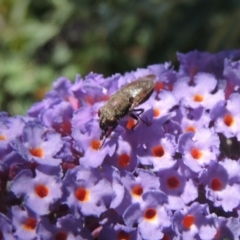 Stomorhina sp. (genus) (Snout fly) at Pollinator-friendly garden Conder - 3 Jan 2023 by michaelb