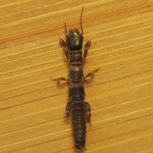 Metoligotoma sp. (genus) at Conder, ACT - 8 Jan 2023