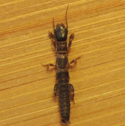 Metoligotoma sp. (genus) (Webspinner) at Pollinator-friendly garden Conder - 7 Jan 2023 by michaelb