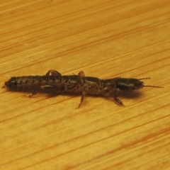 Metoligotoma sp. (genus) at Conder, ACT - 8 Jan 2023