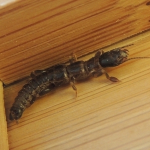 Metoligotoma sp. (genus) at Conder, ACT - 8 Jan 2023