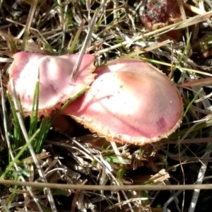 Hygrocybe sp. at Kambah, ACT - 20 Jun 2023 03:35 PM