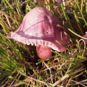 Hygrocybe sp. at Kambah, ACT - 20 Jun 2023 03:35 PM