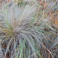 Nassella trichotoma (Serrated Tussock) at Isaacs, ACT - 11 Jul 2023 by Mike