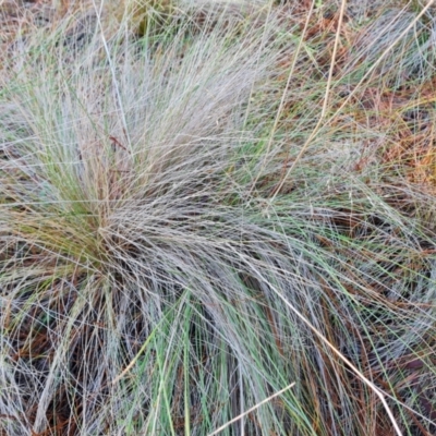 Nassella trichotoma (Serrated Tussock) at Isaacs, ACT - 11 Jul 2023 by Mike