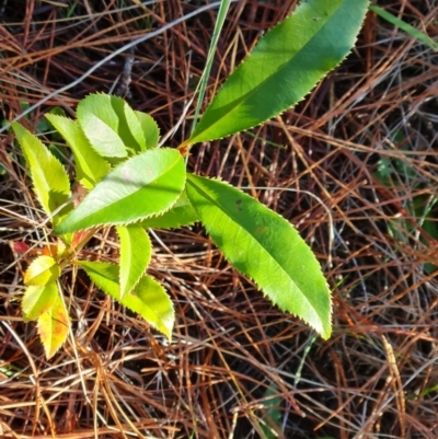 Photinia serratifolia (Chinese Photinia) at Isaacs, ACT - 11 Jul 2023 by Mike