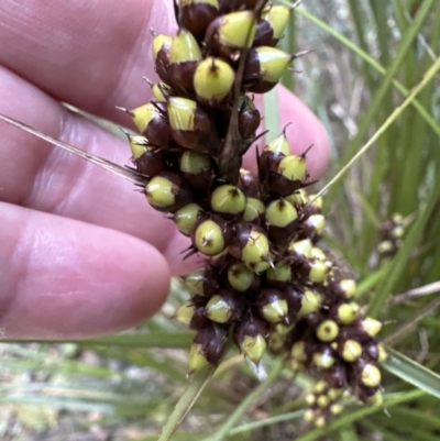 Gahnia aspera (Red-berried Saw-sedge) at Cambewarra, NSW - 11 Jul 2023 by lbradleyKV