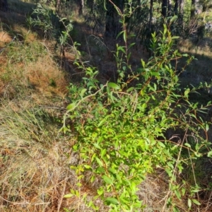 Billardiera heterophylla at Isaacs, ACT - 11 Jul 2023 03:24 PM