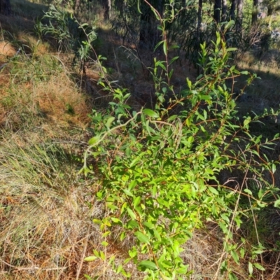Billardiera heterophylla (Western Australian Bluebell Creeper) at Isaacs, ACT - 11 Jul 2023 by Mike