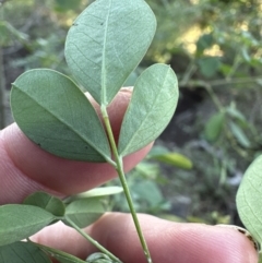 Goodia lotifolia (Golden Tip) at Cambewarra, NSW - 11 Jul 2023 by lbradley
