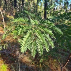 Acacia elata (Mountain Cedar Wattle) at Isaacs, ACT - 11 Jul 2023 by Mike