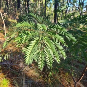 Acacia elata at Isaacs, ACT - 11 Jul 2023