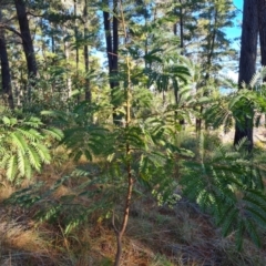 Acacia elata at Isaacs, ACT - 11 Jul 2023 03:19 PM