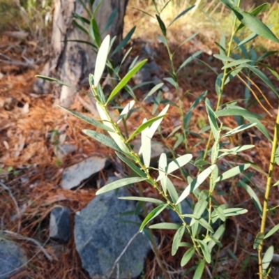 Daviesia mimosoides (Bitter Pea) at Isaacs, ACT - 11 Jul 2023 by Mike