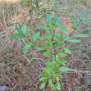 Viburnum tinus at Isaacs, ACT - 11 Jul 2023 03:05 PM