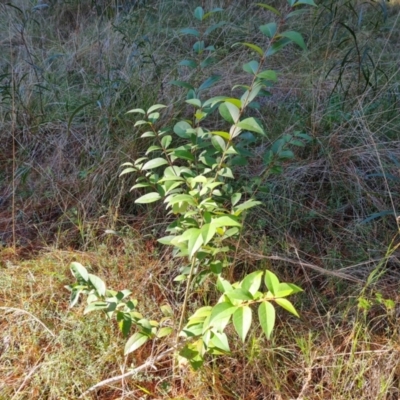 Ligustrum lucidum (Large-leaved Privet) at Isaacs, ACT - 11 Jul 2023 by Mike