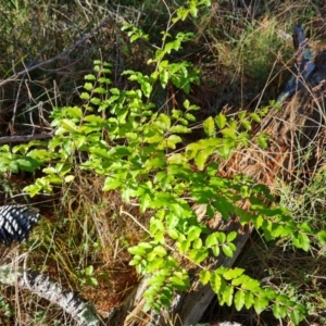 Ligustrum sinense at Isaacs, ACT - 11 Jul 2023 03:02 PM