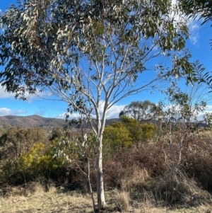 Eucalyptus pauciflora subsp. pauciflora at Stromlo, ACT - 11 Jul 2023