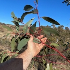 Eucalyptus pauciflora subsp. pauciflora at Stromlo, ACT - 11 Jul 2023