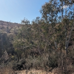 Eucalyptus pauciflora subsp. pauciflora at Kambah, ACT - 11 Jul 2023