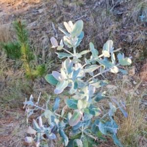 Eucalyptus globulus subsp. bicostata at Isaacs, ACT - 11 Jul 2023 04:05 PM