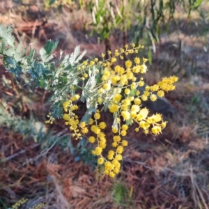 Acacia baileyana at Isaacs, ACT - 11 Jul 2023