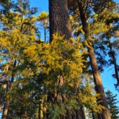 Acacia baileyana at Isaacs, ACT - 11 Jul 2023