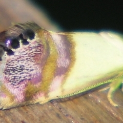 Eupselia iridizona (A Gelechioid moth) at Sheldon, QLD - 24 Mar 2007 by PJH123