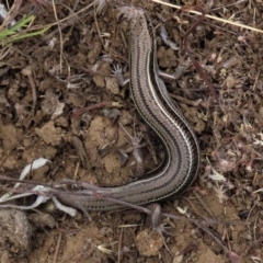 Acritoscincus duperreyi (Eastern Three-lined Skink) at Dry Plain, NSW - 26 Mar 2023 by AndyRoo