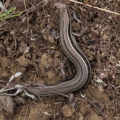 Acritoscincus duperreyi (Eastern Three-lined Skink) at Dry Plain, NSW - 26 Mar 2023 by AndyRoo