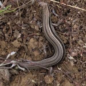 Acritoscincus duperreyi at Dry Plain, NSW - 26 Mar 2023 11:30 AM