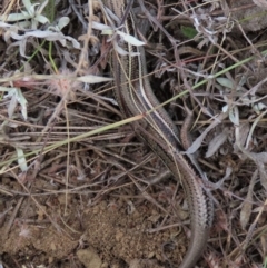 Acritoscincus duperreyi at Dry Plain, NSW - 26 Mar 2023 11:30 AM