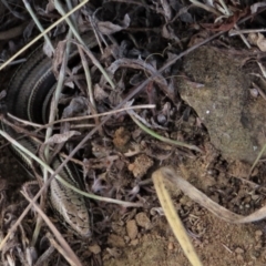 Acritoscincus duperreyi at Dry Plain, NSW - 26 Mar 2023