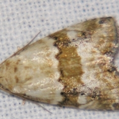 Maliattha amorpha (Brown Bar Moth) at Sheldon, QLD - 24 Mar 2007 by PJH123