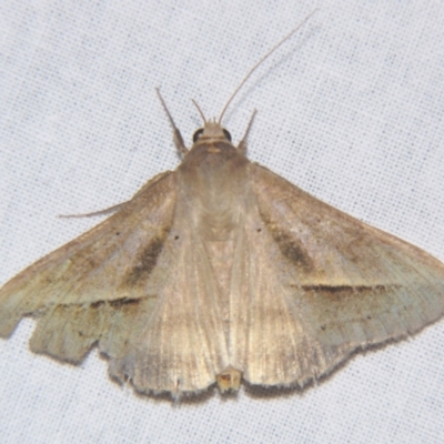 Mocis frugalis (Sugarcane Looper (Erebinae)) at Sheldon, QLD - 23 Mar 2007 by PJH123