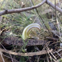 Diplodium truncatum (Little Dumpies, Brittle Greenhood) at Bango Nature Reserve - 5 May 2023 by AJB