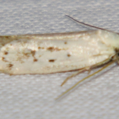 Philobota (genus) (Unidentified Philobota genus moths) at Sheldon, QLD - 24 Mar 2007 by PJH123
